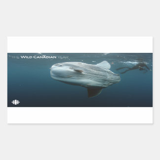 Sticker Rectangulaire Mola Mola