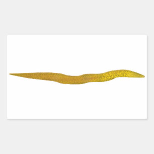 Sticker Rectangulaire Moray d'eau douce