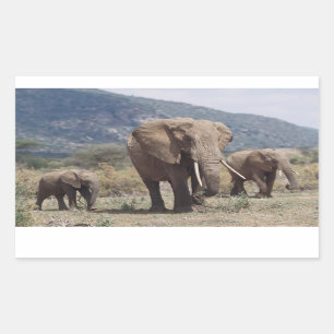 Sticker Rectangulaire Mother éléphant walking with elephant calf
