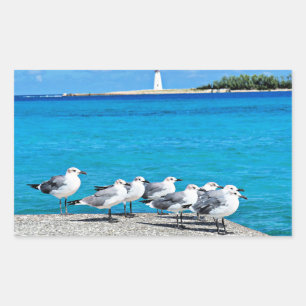Sticker Rectangulaire Mouettes, Nassau, Bahamas 
