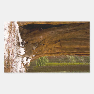 Sticker Rectangulaire Mule Deer