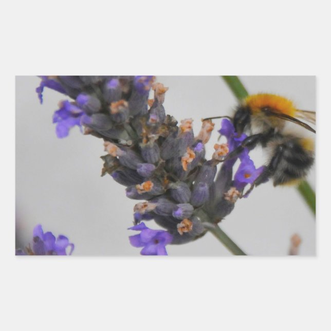 Sticker Rectangulaire Natures de merveilleux travailleurs (Devant)