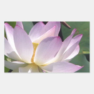 Sticker Rectangulaire Nénuphar