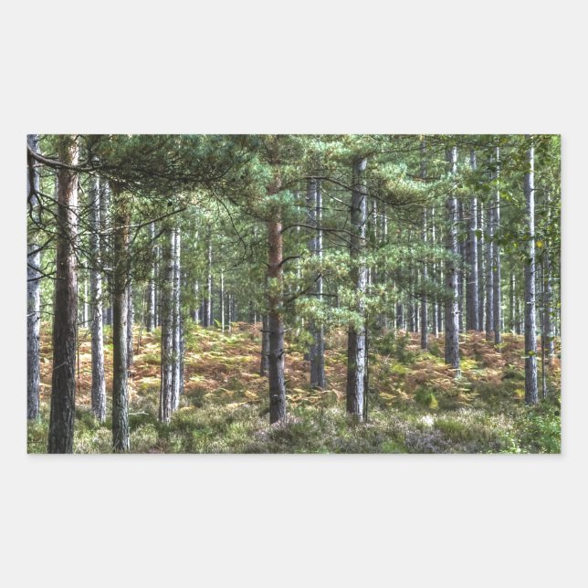 Sticker Rectangulaire New Forest Woodland Trees (Devant)