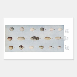 Sticker Rectangulaire Oeufs d'oiseaux Plaque B Histoire naturelle Vintag