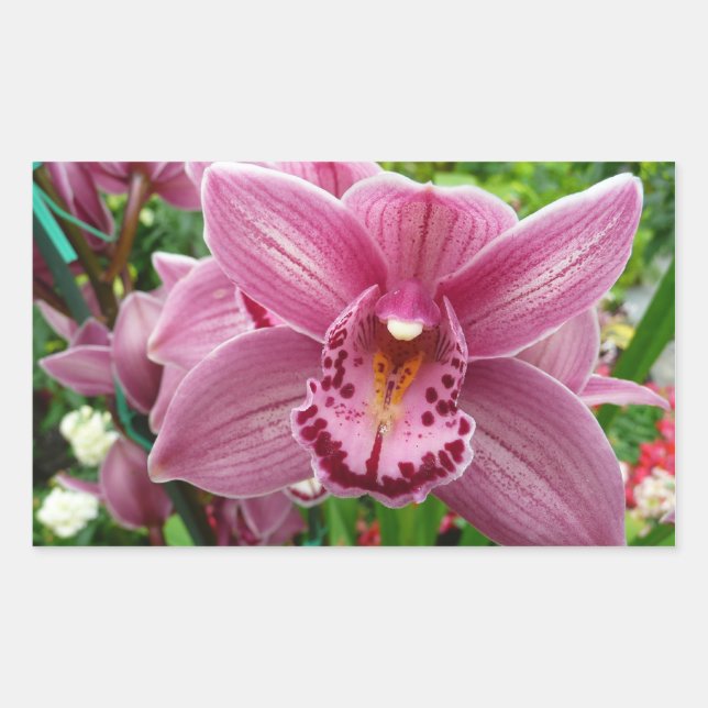 Sticker Rectangulaire Orchidée Violette Élégante Botanique Florale (Devant)