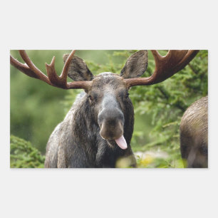 Sticker Rectangulaire Orignaux drôles de Taureau