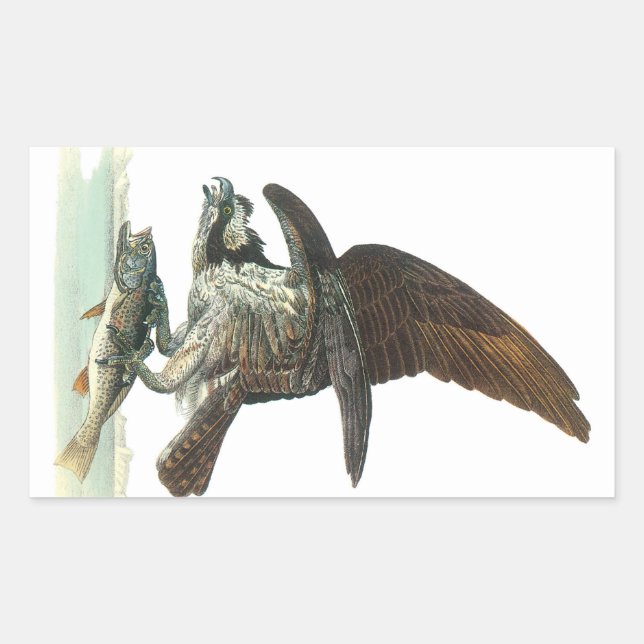 Sticker Rectangulaire Osprey par Audubon (Devant)