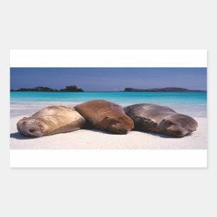 Sticker Rectangulaire Otaries dormant sur la plage   Equateur