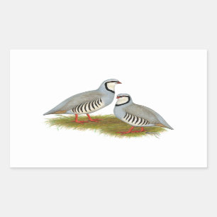 Sticker Rectangulaire Paire de perdrix de Chukar