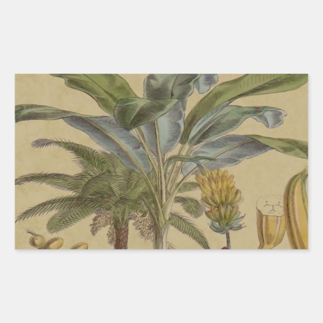 Sticker Rectangulaire Palm Antique Fruit Tropical Art Botanique (Devant)
