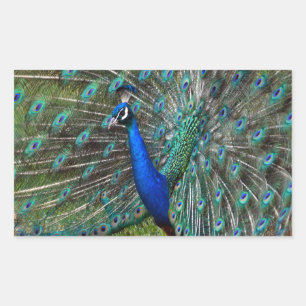 Sticker Rectangulaire Paon mâle coloré