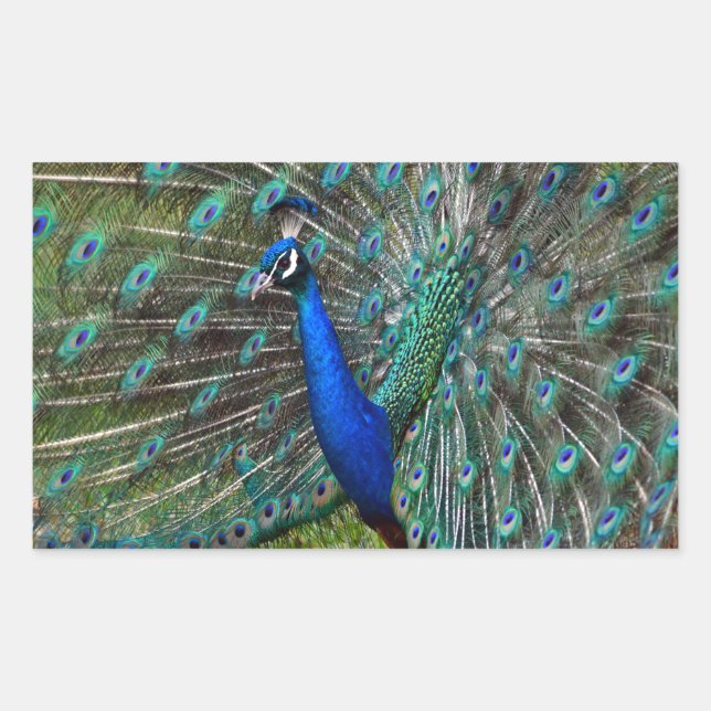Sticker Rectangulaire Paon mâle coloré (Devant)