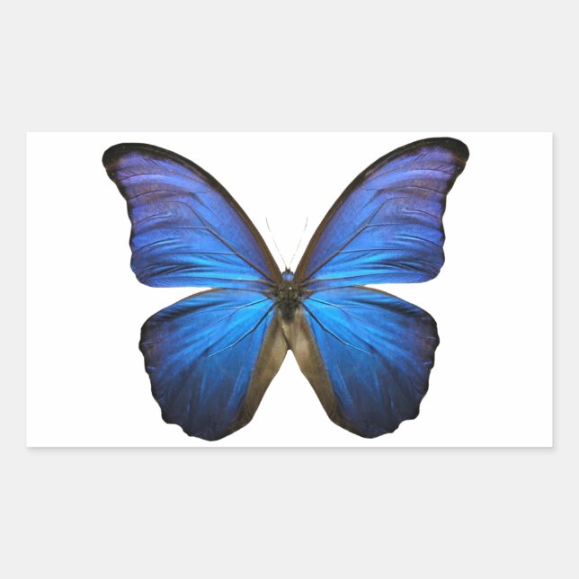 Sticker Rectangulaire Papillon bleu radiant (Devant)