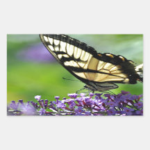 Papillon jaune et noir sur lavande