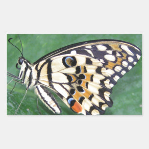 Sticker Rectangulaire Papillon jaune noir et blanc sur feuille