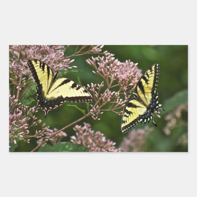 Sticker Rectangulaire Papillons à queue de tigre sur Joe Pye Weed (Devant)