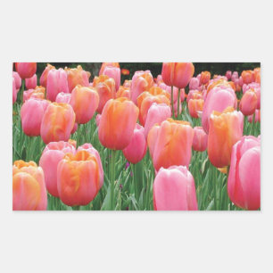 Sticker Rectangulaire Pêche et tulipes roses