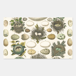 Sticker Rectangulaire Peinture artistique de nid d'oeuf d'oiseau vintage