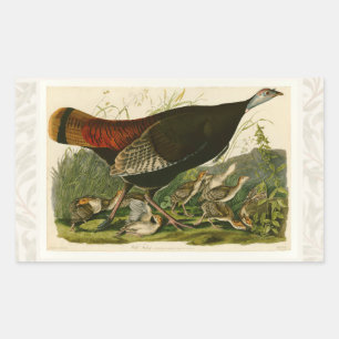 Sticker Rectangulaire Peinture d'oiseaux sauvages de Turquie Audubon