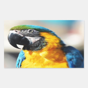 Sticker Rectangulaire perroquet