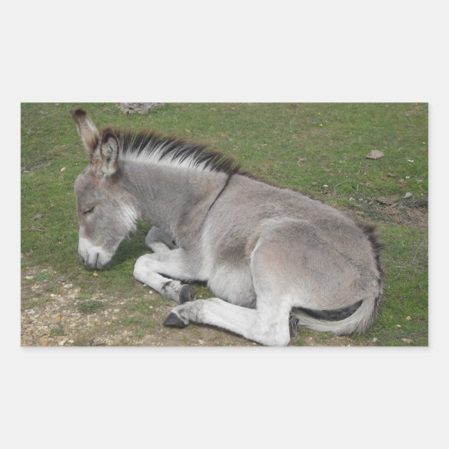 Sticker Rectangulaire Petit Âne gris mignon Bébé poulain Dormir (Devant)