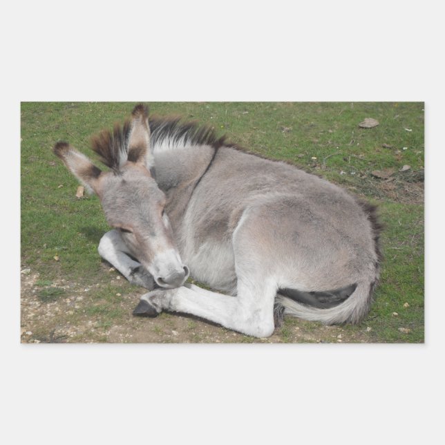 Sticker Rectangulaire Petit Âne Gris Mignonne Bébé Foal Posé Vers Le Bas (Devant)