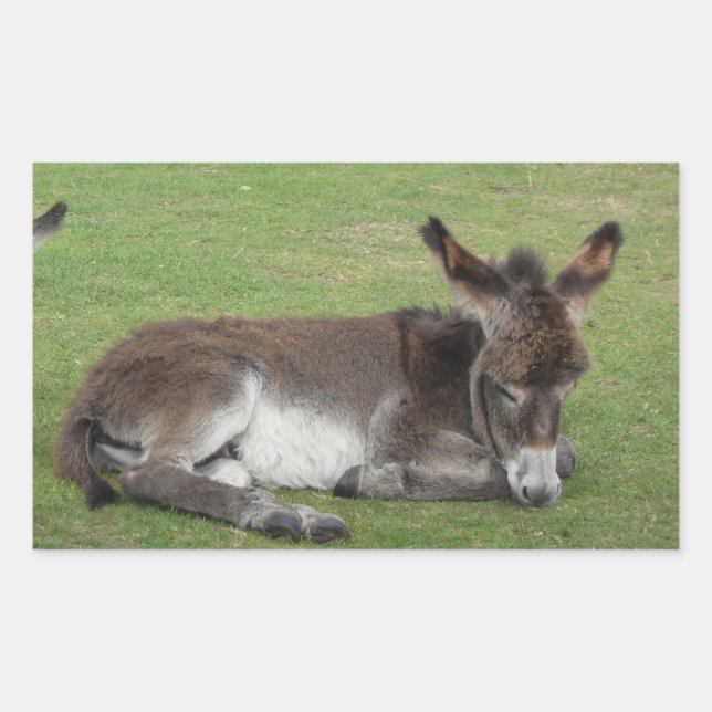Sticker Rectangulaire Petit poulain d'âne brun mignon (Devant)