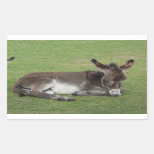 Sticker Rectangulaire Petit poulain d'âne brun mignon