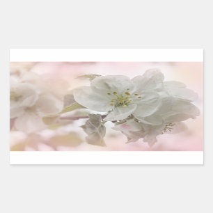Sticker Rectangulaire Photo en fleurs de pomme blanche