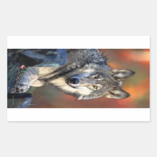 Sticker Rectangulaire Photo Wolf