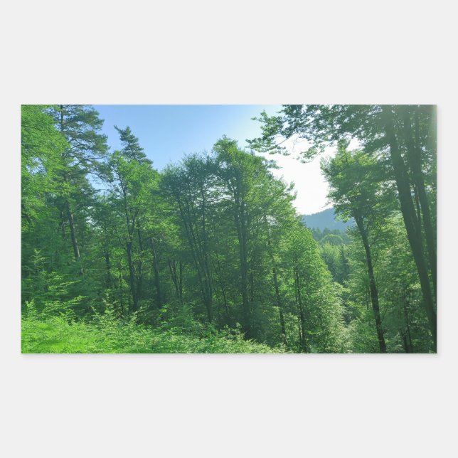 Sticker Rectangulaire Photographie du paysage de la forêt verte (Devant)