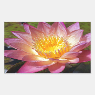 Sticker Rectangulaire Photos Pink Water Lily