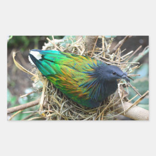 Sticker Rectangulaire Pigeon de Nicobar sur le nid