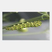 Pilière à queue noire (chenille) sur Dil