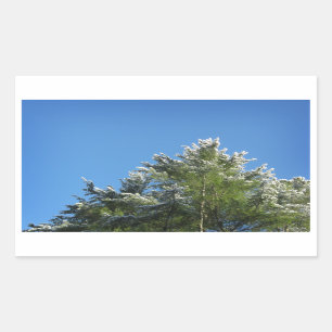 Sticker Rectangulaire Pin à bec neigé sur le ciel bleu