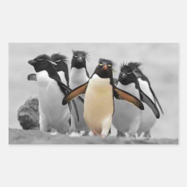 Sticker Rectangulaire Pingouins de Rockhopper (Devant)