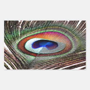 Sticker Rectangulaire Plume colorée de paon en cuivre