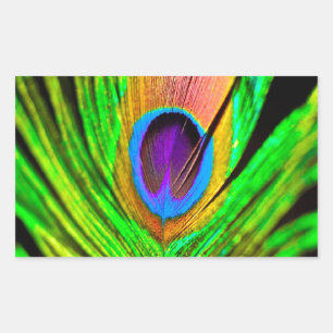 Sticker Rectangulaire Plume de paon aux couleurs néon