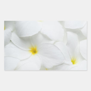 Sticker Rectangulaire Plumeria Lei Flower