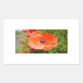 Sticker Rectangulaire Poppies - Coquelicots