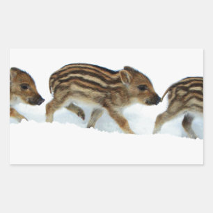 Sticker Rectangulaire Porcelets Sauvages Dans La Neige, Allemagne