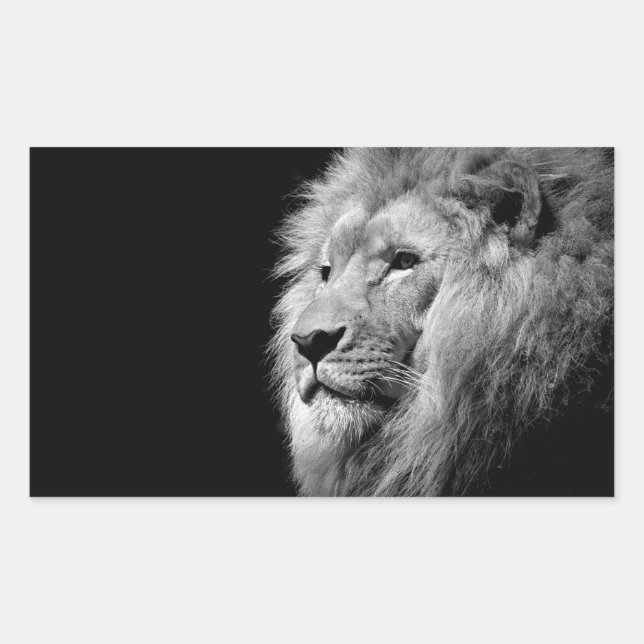 Sticker Rectangulaire Portrait de Lion noir blanc - Photographie d'anima (Devant)