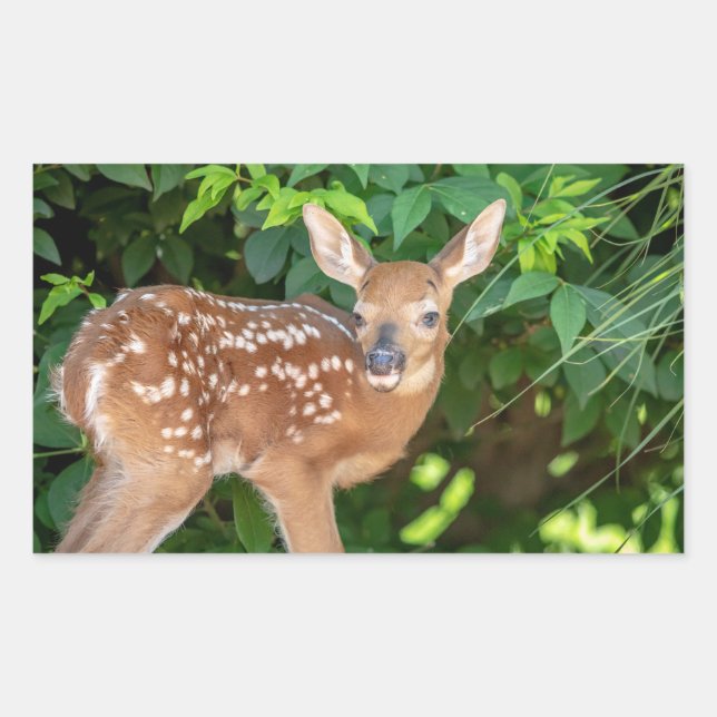 Sticker Rectangulaire Portrait d'un nouveau-né (cerf de Virginie) (Devant)