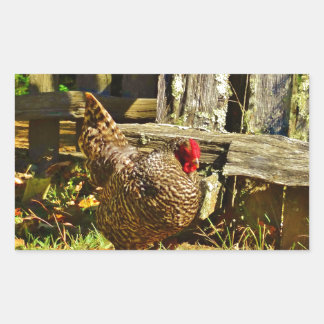 Sticker Rectangulaire Poulet noir et blanc dans la ferme