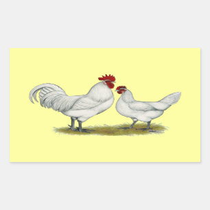 Sticker Rectangulaire Poulets de pieds bleus