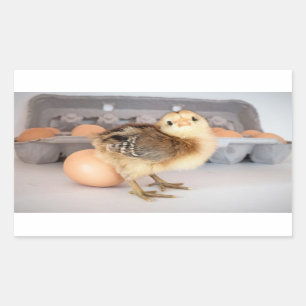 Sticker Rectangulaire Poulets et oeufs précieux pour bébés