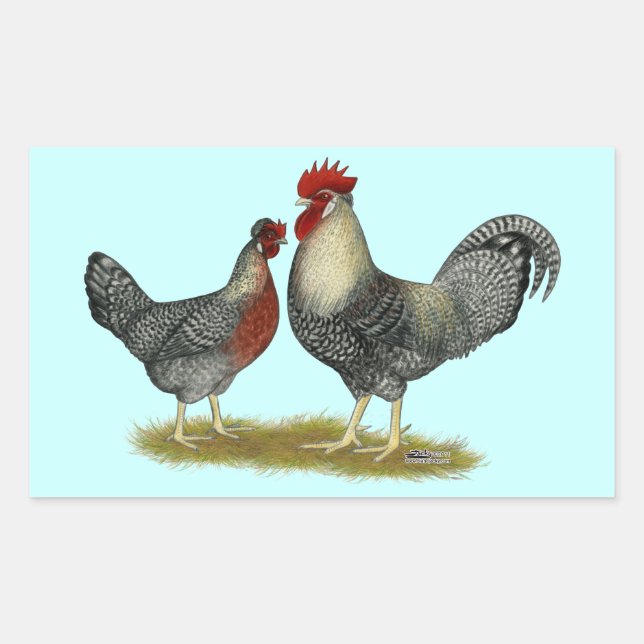 Sticker Rectangulaire Poulets Legbar à la crème (Devant)