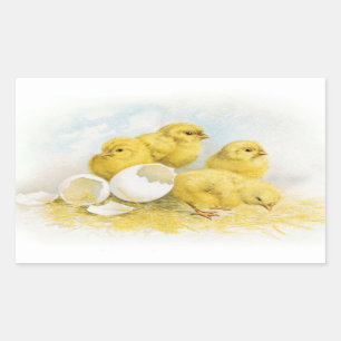 Sticker Rectangulaire Poulets vintages pour bébés