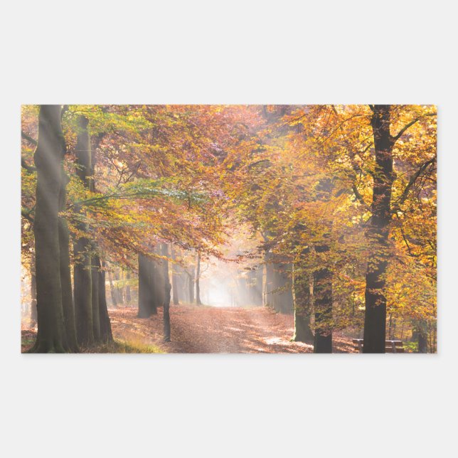 Sticker Rectangulaire Poutres de soleil dans une forêt automnale autocol (Devant)